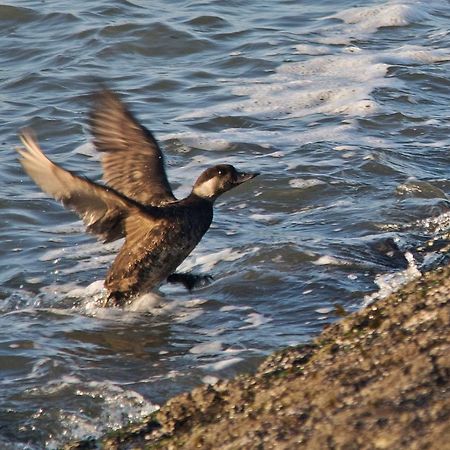 Seevilla Wietjes Whg 6 Baltrum Buitenkant foto